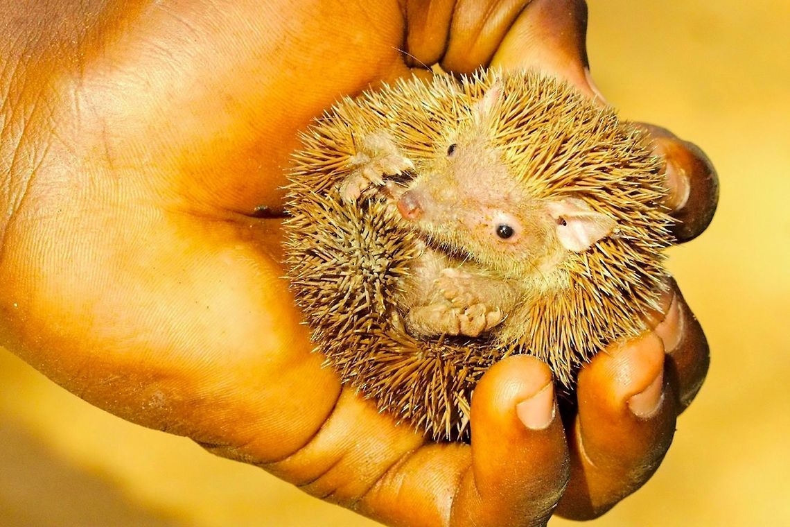 Lesser Hedgehog Tenrec at Reniala Reserve Lesser Hedgehog Tenrec at Reniala Reserve, Ifaty NP, in the hand of the guide, 14.10.2016 Echinops telfairi,Lesser Hedghog Tenrec,Lesser hedgehog tenrec,Madagascar,Reniala Reserve
