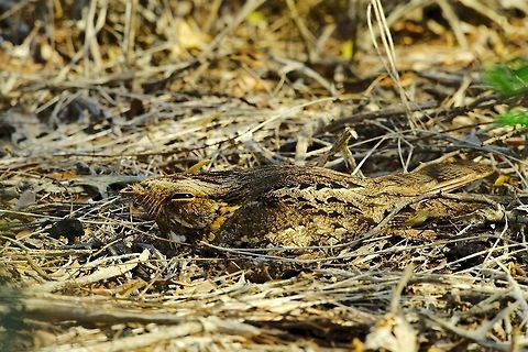 Madagascar Nightjar at Reniala Reserve Detected on the ground in Reniala Reserve , Ifaty NP, good camouflaged madagascan nightjar Caprimulgus madagascariensis,Madagascar,Madagascar Nightjar,Reniala Reserve