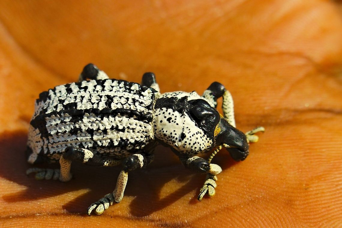 Impressive Bug at Reniala Reserve (Rhytidophloeus rothschildi) Impressive bug in the hand of the guide at Reniala Reserve, Ifaty NP Ifaty,Reniala Reserve,Rhytidophloeus rothschildi,bug