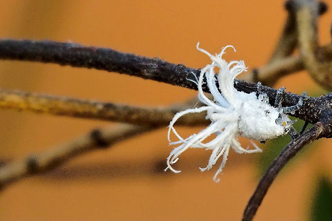 Flatid Leaf Bug, flatida rosea at Zombitse One of several flatid leaf bug seen at Zombitse NP Flatida coccinea,Flatidae,Flower bug,Madagascar,Phromnia rosea,Zombitse-Vohibasia National Park