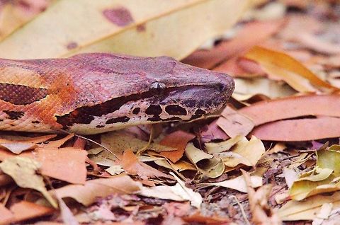 Red Ground Boa (Acrantophis madagascariensis) at Ankarafantsika After a bit of rain seen Red Ground Boa (Acrantophis madagascariensis) at Ankarafantsika NP on a trail within the park Acrantophis madagascariensis,Ankarafantsika,Madagascar,Malagasy ground boa