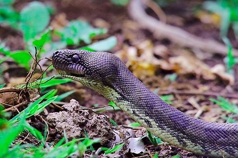 Madagascar Tree Boa (Sanzinia madagascariensis) at Montagne d'Ambre Madagascan Tree Boa seen at Montagne d'Ambre NP besides the trail Madagascar,Malagasy tree boa,Montagne d'Ambre,Sanzinia madagascariensis