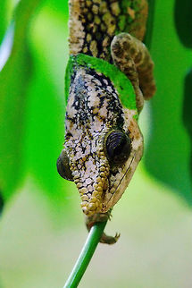 Calumma malthe Chamaeleon at Peryeras Reptile Park Chameleon calumma malthe seet at Peryeras Reptile Park (Pyreras Reserve) 10.10.2016 Calumma malthe,Madagascar,Peryeras Reptile Farm,Pyreras Reserve,calumma malthe
