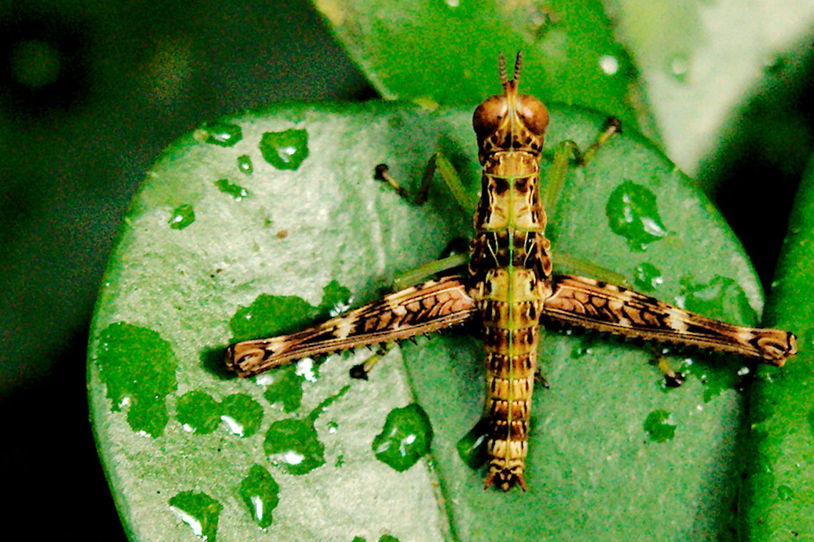 Monkey Grasshopper at Ranomafana Monkey Grasshopper Eumastacidae sp. seenn in Ranomafana Madagascar,Monkey Grasshopper,Ranomafana National Park