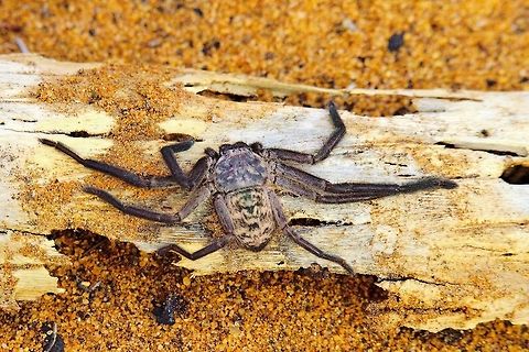 Giant Hunting Spider at Reniala Ifaty This large spider was adressed as Giant Hunting Spider, seen at Reniala Reserve, Ifaty Spiny Forest, 14.10.2016 Geotagged,Giant hunting Spider,Madagascar,Reniala Reserve,Spider,Spiny Forest,Spring