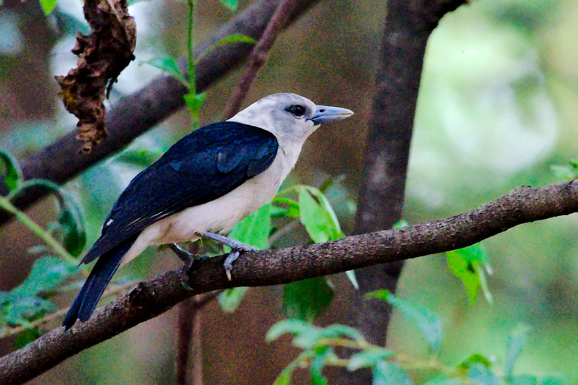 White-headed Vanga at Ankarafantsika White headed Vanga seen at Ankarafantsika NP 30.10.2016 Ankarafantsika,Artamella viridis,Madagascar,White-headed Vanga,White-headed vanga
