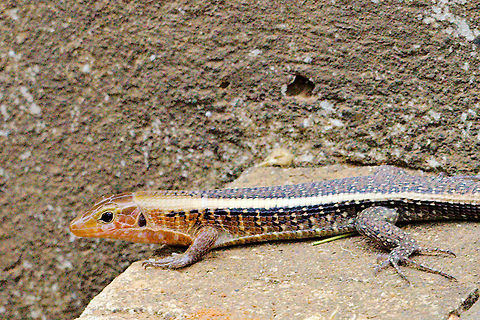 Zonosaurus seen at Ankarafantsika Zonosaurus madagascariensis (?) seen at Ankarafantsika NP 30.10.2016 Ankarafantsika,Madagascar,Madagascar girdled lizard,Zonosaurus madagascariensis