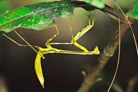 Yellow Praying Mantis at Analamasaotra Yellow Praying Mantis seen during night walk at Analamasaotra NP, 11.10.2016 Madagascar,analamasaotra,praying mantis