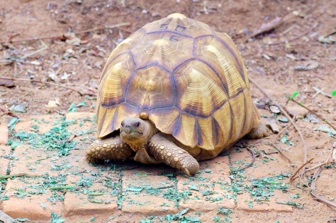 Angonoka tortoise at Ankarafantsika Angonoka Tortoise at the Durrel Wildlife Conservation Trust, Ankarafantsika NP, 31.10.2016<br />
<br />
 Angonoka Tortoise,Angonoka tortoise,Ankarafantsika,Astrochelys yniphora,Madagascar