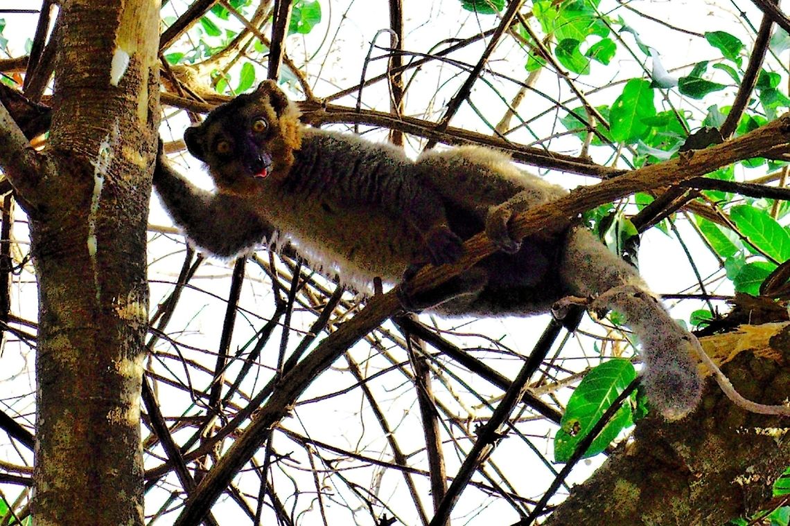 Mongoose Lemur at Ankarafantsika Mongoose Lemur close to the Ravelobe Lake at Ankarafantsika NP, 30.10.2016 Ankarafantsika,Madagascar,Mongoose Lemur,Ravelobe Lake