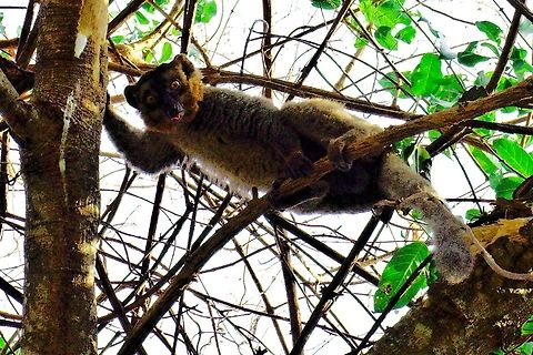 Mongoose Lemur at Ankarafantsika Mongoose Lemur close to the Ravelobe Lake at Ankarafantsika NP, 30.10.2016 Ankarafantsika,Madagascar,Mongoose Lemur,Ravelobe Lake