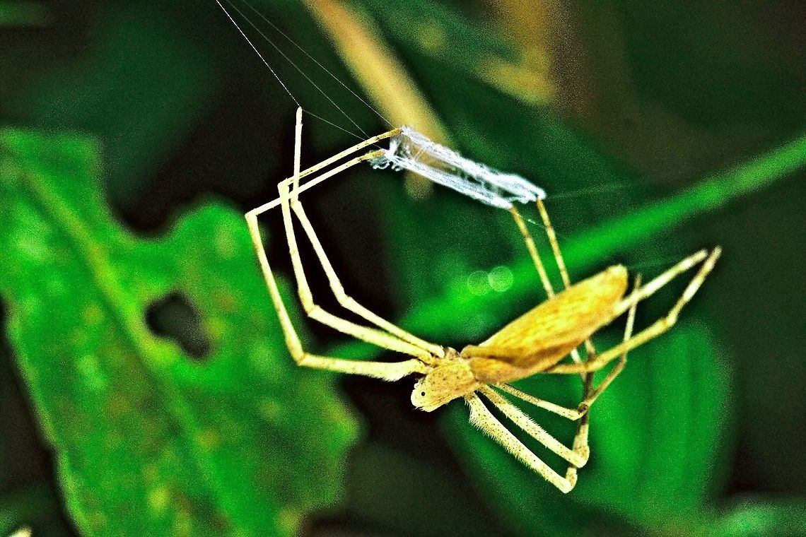 Net-casting Spider (Deinopis madagascariensis) at Marojejy Net-casting Spider seen at Marojejy during night walk near Camp I Deinopis madagascariensis,Madagascar,Marojejy,Net-casting Spider