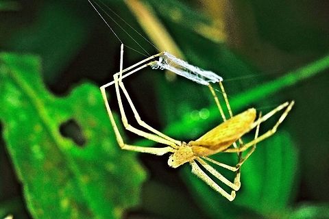 Net-casting Spider (Deinopis madagascariensis) at Marojejy Net-casting Spider seen at Marojejy during night walk near Camp I Deinopis madagascariensis,Madagascar,Marojejy,Net-casting Spider