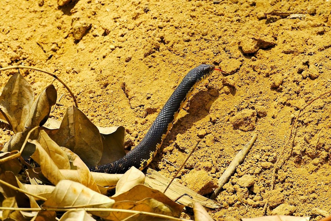 Speckled Hognose Snake (Leioheterodon madagascariensis) at Marojejy Speckled Hognose Snake seen at Marojejy 25.10.2016 Leioheterodon madagascariensis,Madagascar,Marojejy,Speckled hognose snake