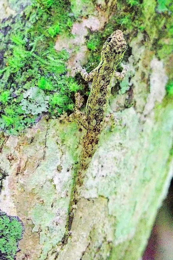 Western Dwarf Gecko (Lygodactylus guibei) at Marojejy Dwarf gecko seen at Marojejy NP Lygodactylus sp., 23.10.2016 Dwarf Gecko,Lygodactylus,Lygodactylus guibei,Madagascar,Marojejy,Western dwarf gecko