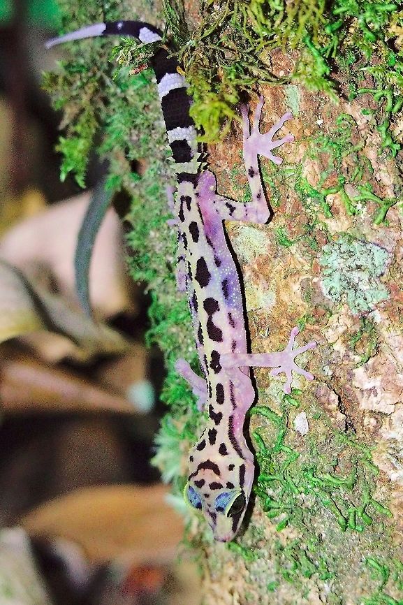 Big-headed Gecko or Graceful Madagascar Ground Gecko (Paroedura gracilis) at Marojejy Gecko seen at Marojejy, 23.10.2016 during nightwalk at Camp II Graceful Madagascar Ground Gecko,Madagascar,Marojejy,Paroedura gracilis