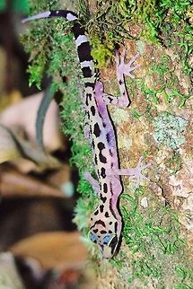 Big-headed Gecko or Graceful Madagascar Ground Gecko (Paroedura gracilis) at Marojejy Gecko seen at Marojejy, 23.10.2016 during nightwalk at Camp II Graceful Madagascar Ground Gecko,Madagascar,Marojejy,Paroedura gracilis