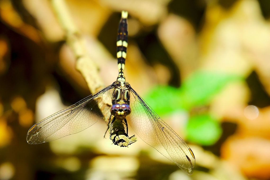 Dragonfly at Marojejy Dragonfly seen at Marojejy Camp I (Orthetrum sp) Dragonfly,Madagascar,Marojejy