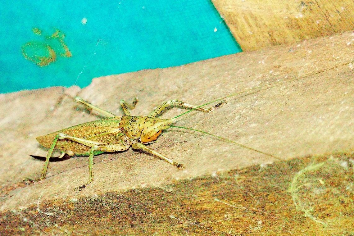 Jumper at Marojejy Another jumper seen at Marojejy near Camp I, 23.10.2016 Madagascar,Marojejy,jumper
