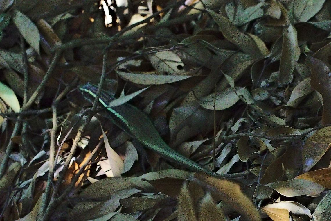 Skink (?) at Marojejy This one was seen on the way up to Camp I near a small river, 22.10.2016 Madagascar,Marojejy