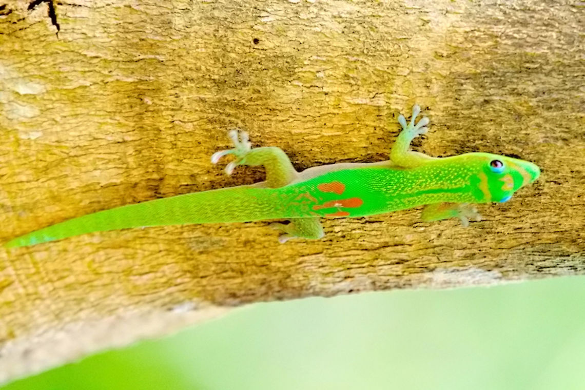 Gold dust day Gecko (Phelsuma laticauda) at Marojejy Gold dust day gecko seen at Marojejy NP, 22.10.2016,<br />
nominate form = ssp. laticauda Gold Dust Day Gecko,Mad,Maroj,Phelsuma,Phelsuma laticauda