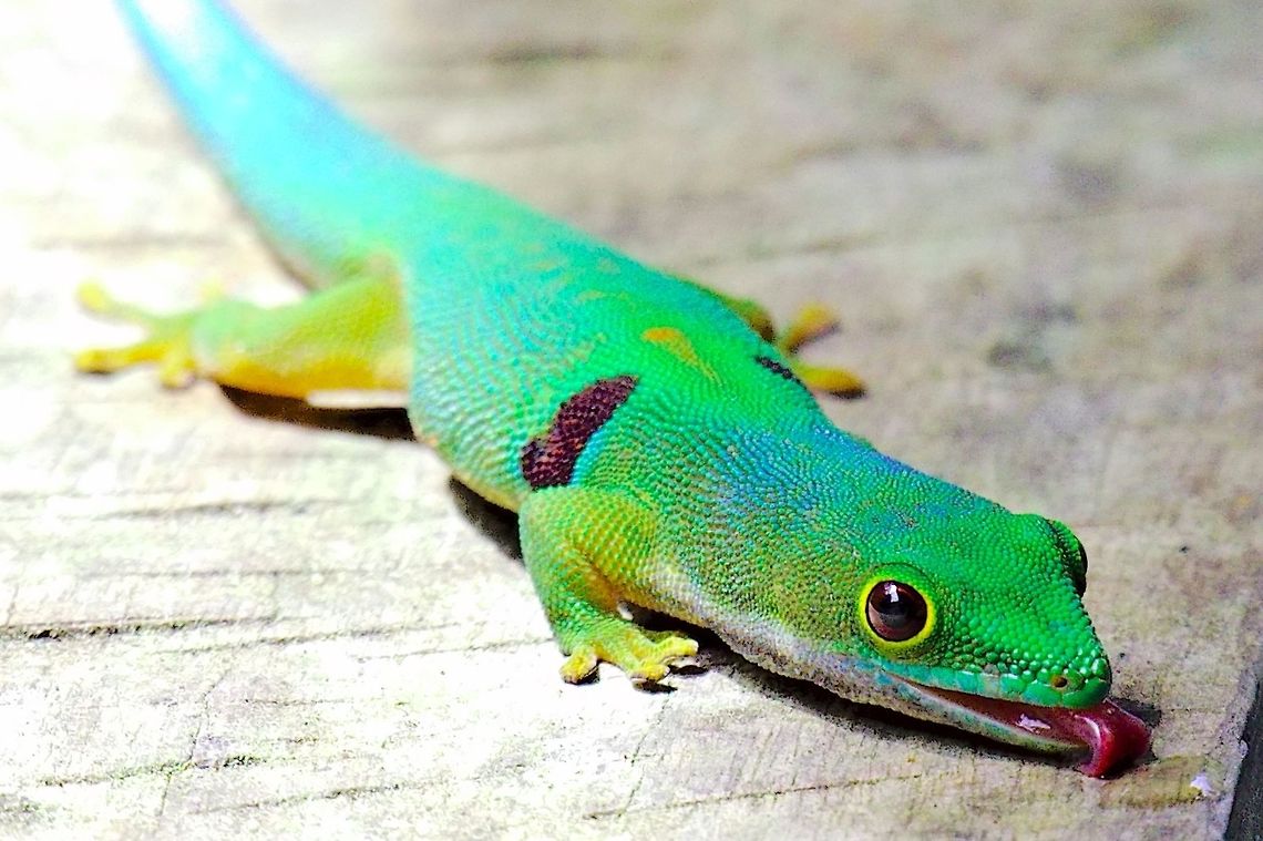 Phelsuma dorsivittata Gecko enjoying some honey at Camp II Marojejy This day gecko was pleased with some honey at Camp II, Marojejy, 24.10.2016 Madagascar,Marojejy,Peacock Day Gecko,Phelsuma quadriocellata