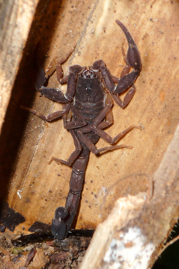 Scorpion at Marojejy Scorpion detected in its hide on the way back from Marojejy NP, 25.10.2016 Madagascar,Marojejy,Scorpion