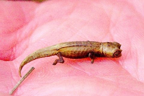 Brookesia Chamaeleon on palm at Montagne d'Ambre This tiny chameleon found at Montagne d'Ambre NP, brookesia ambreensis? 26.10.2016 Amber Mountain,Brookesia,Chameleon,Madagascar,Montagne d'Ambre