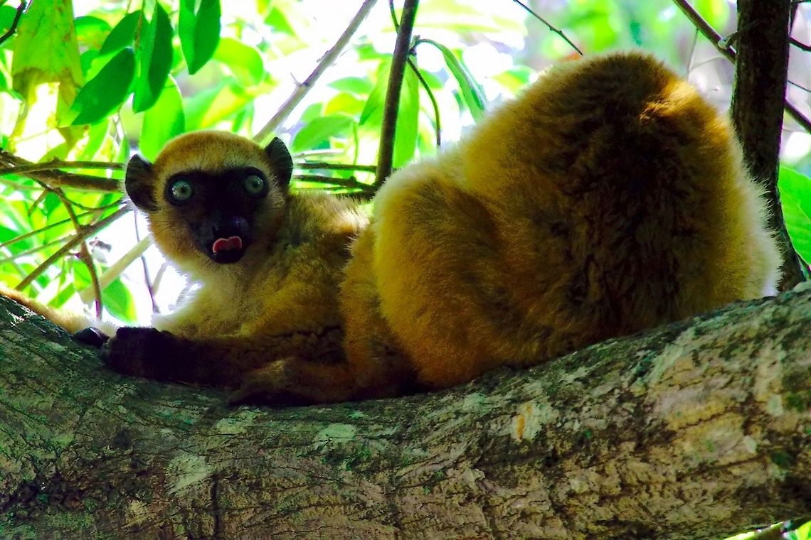 Blue-eyed Black Lemur at Ambohimanga Female blue-eyed black lemur (Eulemur flavifrons) at a community forest Ambohimanga near Sahamalaza, 29.10.2016 Ambohimanga,Blue-eyed Black Lemur,Blue-eyed black lemur,Eulemur flavifrons,Madagascar