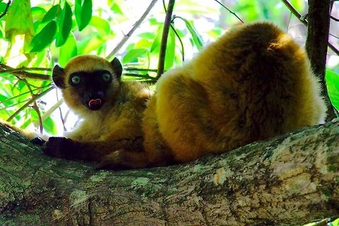 Blue-eyed black lemur