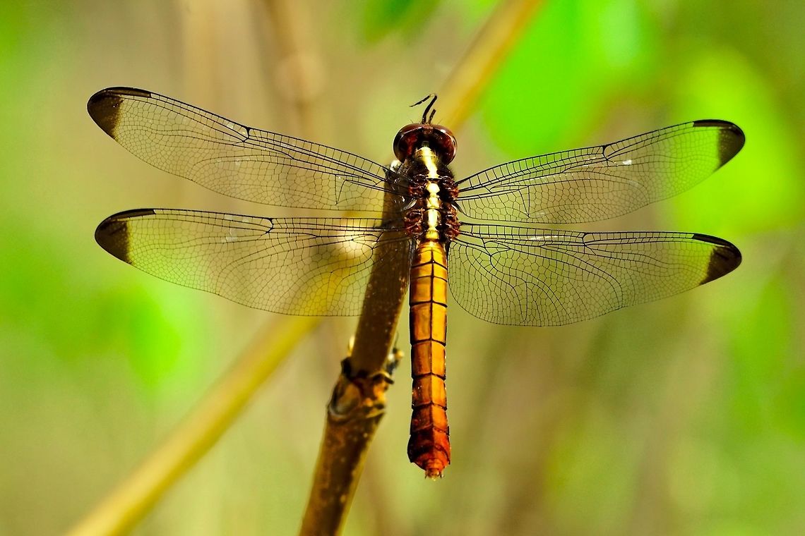 Dragonfly Thermorthemis madagascariensis at Isalo Dragonfly seen at Isalo NP, 16.10.2016 Dragonfly,Isalo National Park,Madagascar,Thermorthemis madagascariensis