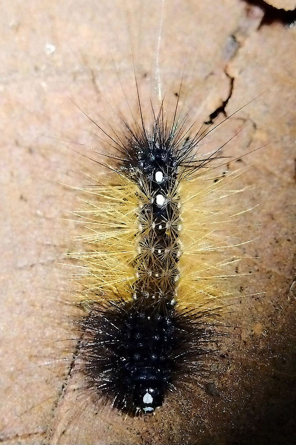 Butterfly larva at Montagne d'Ambre On the walking trail this imposant larva at Montagne d&#039;Ambre NP, 27.10.2016 Madagascar,Montagne d'Ambre,larva