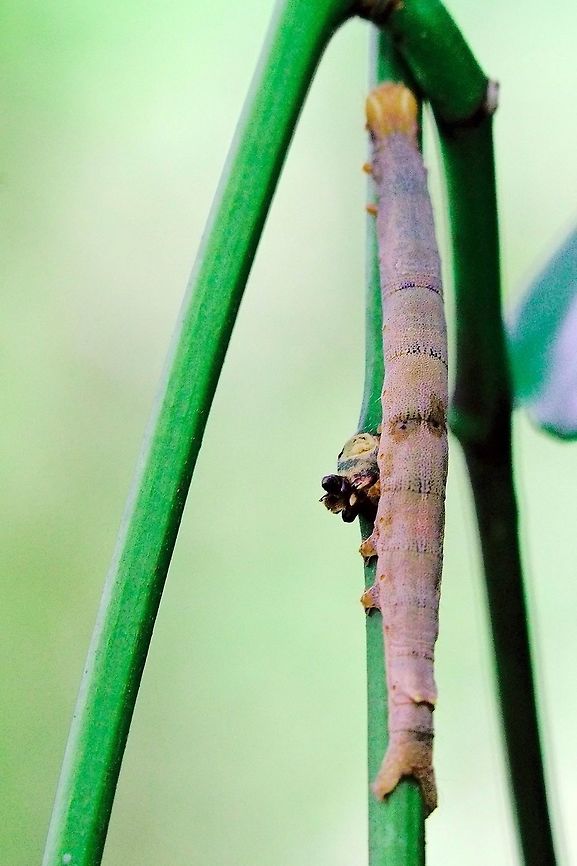 Stick-like larva at Montagne d'Ambre Another larva in form of a stick seen at Montagne d&#039;Ambre NP, 27.10.2016 Madagascar,Montagne d'Ambre,larva