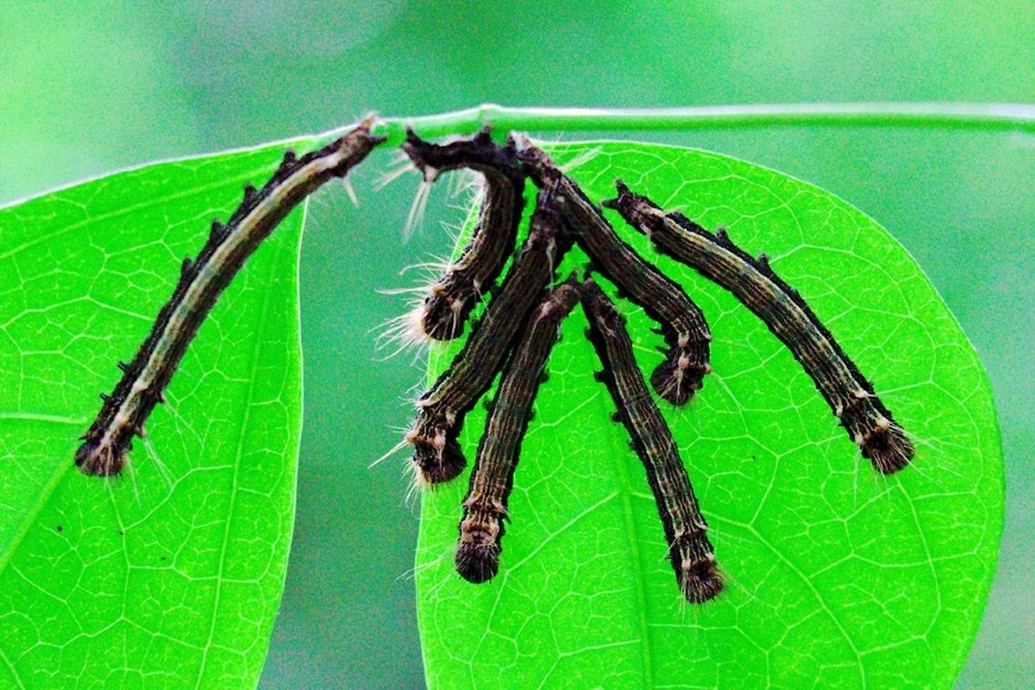 Group of larvae at Montagne d'Ambre A group of larvae at Montagne d&#039;Ambre NP, seen 27.10.2016 Madagascar,Montagne d'Ambre,larva