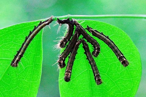 Group of larvae at Montagne d'Ambre A group of larvae at Montagne d'Ambre NP, seen 27.10.2016 Madagascar,Montagne d'Ambre,larva