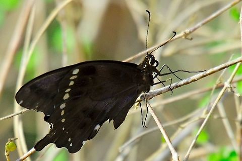 Swallowtail butterfly at Reniala Reserve black butterfly swallowtail seen at Reniala Reserve Ifaty, 14.10.2016 Ifaty,Madagascar,Reniala Reserve,Swallowtail