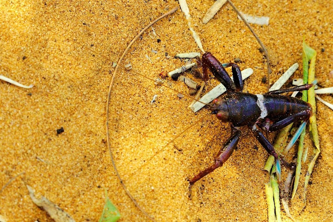 Big bug at Reniala Reserve Big bug at the ground with long antennae seen at Reniala Reserve, Ifaty Spiny Forest, 14.10.2016 Ifaty spiny forest,Madagascar,Reniala Reserve