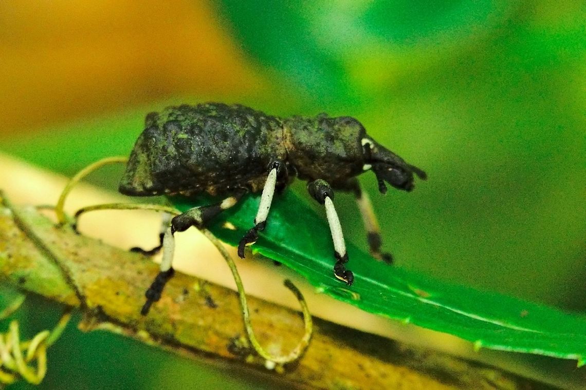 Giant_Beetle at Montagne d'Ambre White legged beetle seen at Montagne d&#039;Ambre NP named Giant Beetle, 27.10.2016 Coleoptera,Curculionidae,Madagascar,Montagne d'Ambre,Rhytidophloeus,beetle