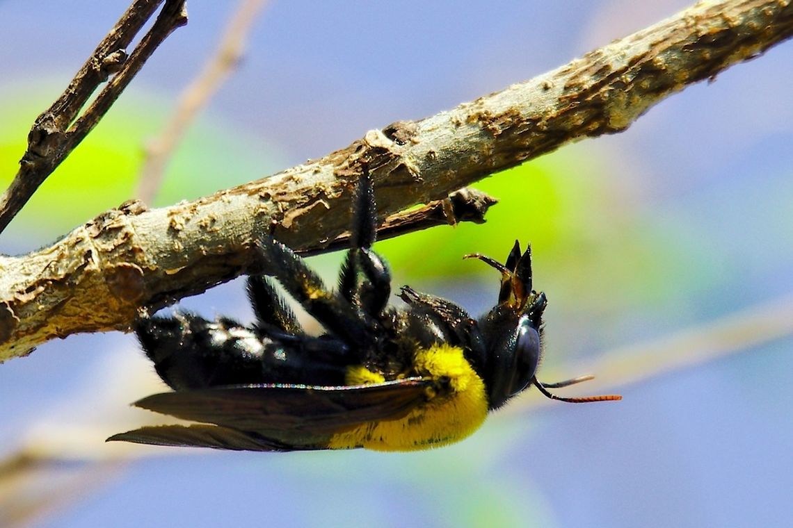 Insect at Isalo Nice yellow-black insect seen at Isalo NP Hymenoptera,Isalo National Park,Madagascar,Scoliidae,insect