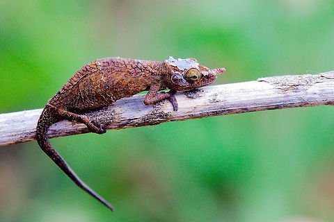 Calumma gallus Chamaeleon at Peryeras Reptile Farm Calumma gallus Chameleon at Pyreras Reserve, Peryeras Reptile Farm, 10.10.2016 Calumma gallus,Lance-nosed chameleon,Madagascar,Peryeras Reptile Farm,Pyreras Reserve