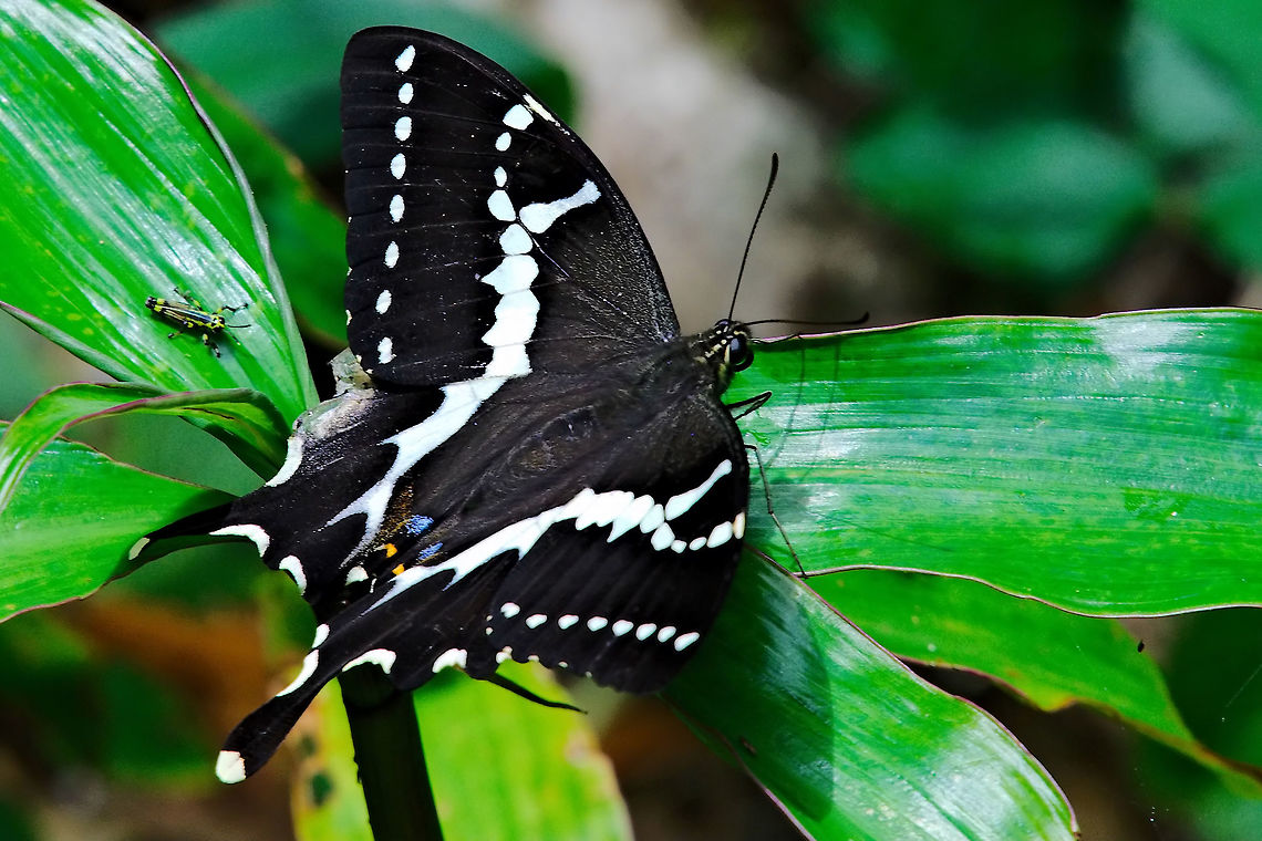 Papilio delalandei Butterfly at Montagne d'Ambre Butterfly at Montagne d&#039;Ambre NP 27.10.2016 Madagascar,Montagne d'Ambre,Papilio delalandei