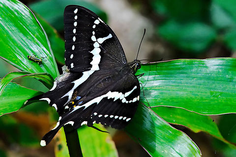 Papilio delalandei Butterfly at Montagne d'Ambre Butterfly at Montagne d'Ambre NP 27.10.2016 Madagascar,Montagne d'Ambre,Papilio delalandei