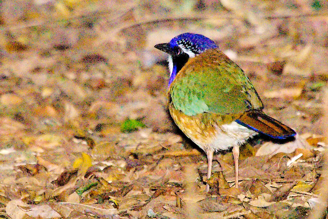 Pitta-like Ground Roller at Ranomafana Pitta-like Ground Roller seen at Ranomafana NP, 18.10.2016 Atelornis pittoides,Madagascar,Pitta-like Ground Roller,Ranomafana National Park,pitta-like ground roller