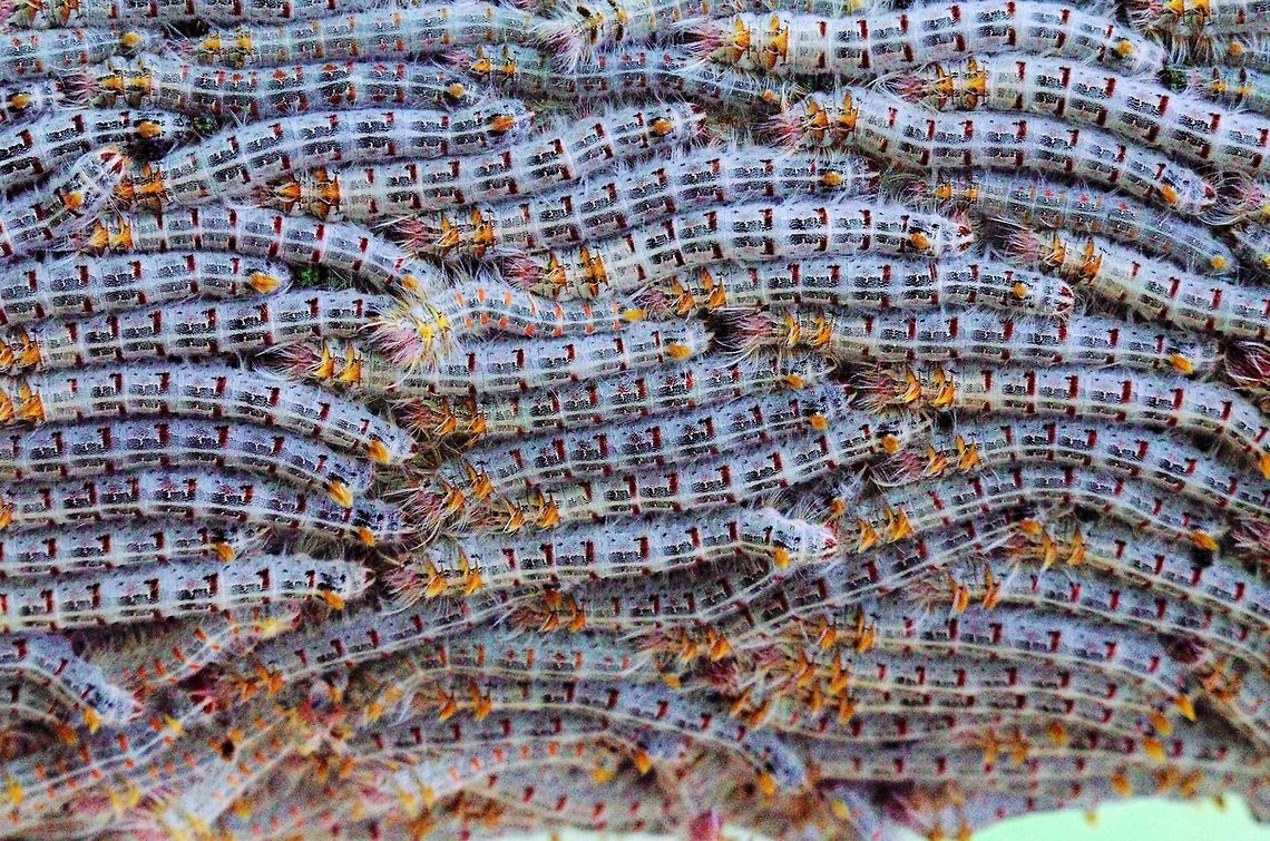 Carpet of caterpillars at Ankarafantsika Quite a number of caterpillars seen at Ankarafanstika NP, 31.10.2016 Ankarafantsika,Caterpillar,Madagascar