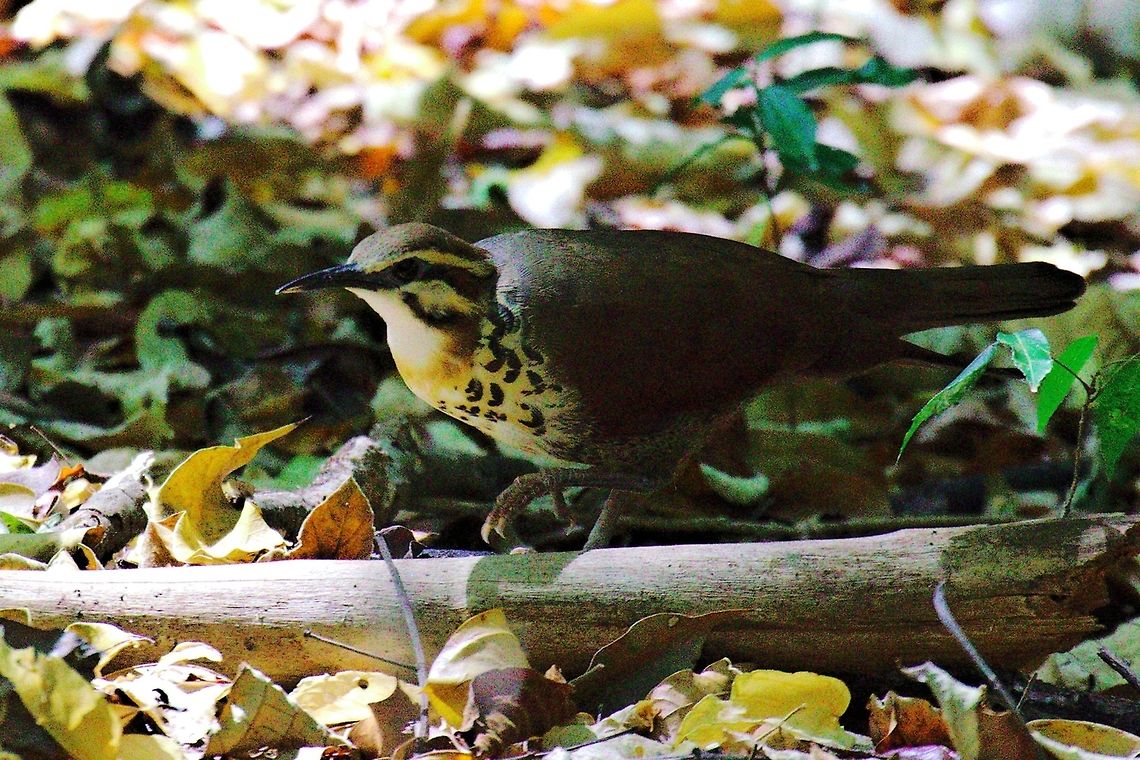 White-breasted Mesite  at Ankarana White-brested Mesite found at Ankarana NP, 28.10.2016 Ankarana Reserve,Madagascar,Mesitornis variegatus,White-breasted mesite