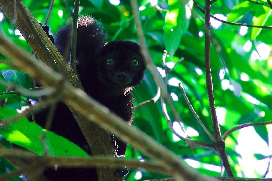 Blue-eyed Black Lemur at Ambohimanga Now the black one of these dichromatic Blue-eyed Black Lemurs Ambohimanga,Blue-eyed Black Lemur,Blue-eyed black lemur,Eulemur flavifrons,Madagascar