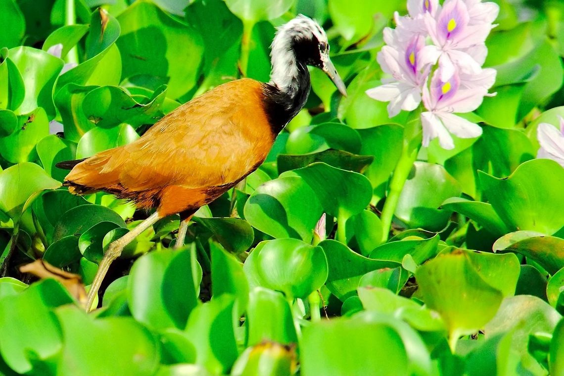 Madagascar Ja&ccedil;ana at Ankarafantsika Madagascan Jacana (Actophilornis albinucha) seen at Ankarafantsika NP, Ravelobe Lake 30.10.2016 Actophilornis albinucha,Ankarafantsika,Madagascan jacana,Madagascar,Madagascar Jacana,Ravelobe Lake