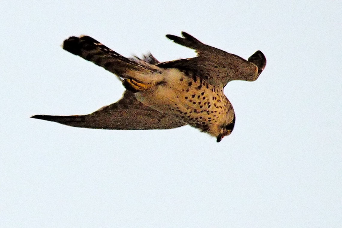 Madagascar Kestrel at Ifaty Flying Mad. Kestrel at Ifaty Spiny Forest, 13.10.2016 Falco newtoni,Ifaty,Ifaty spiny forest,Madagascar,Malagasy Kestrel