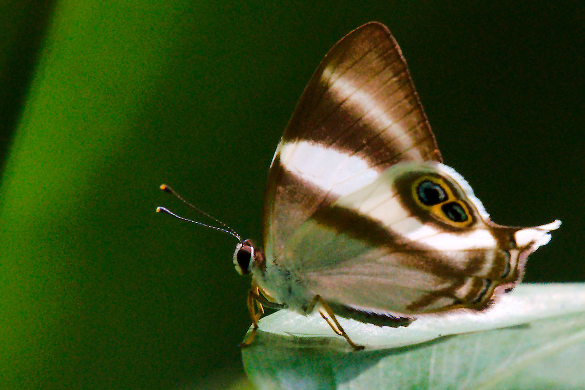 Neave's Judy butterfly (Abisara Neavei) at Mabira Forest Butterfly Abisara neavei seen 26.06.2016 at Mabira Forest Abisara neavei,Butterfly,Mabira Forest,Neave's Judy,Uganda,abisara neavei