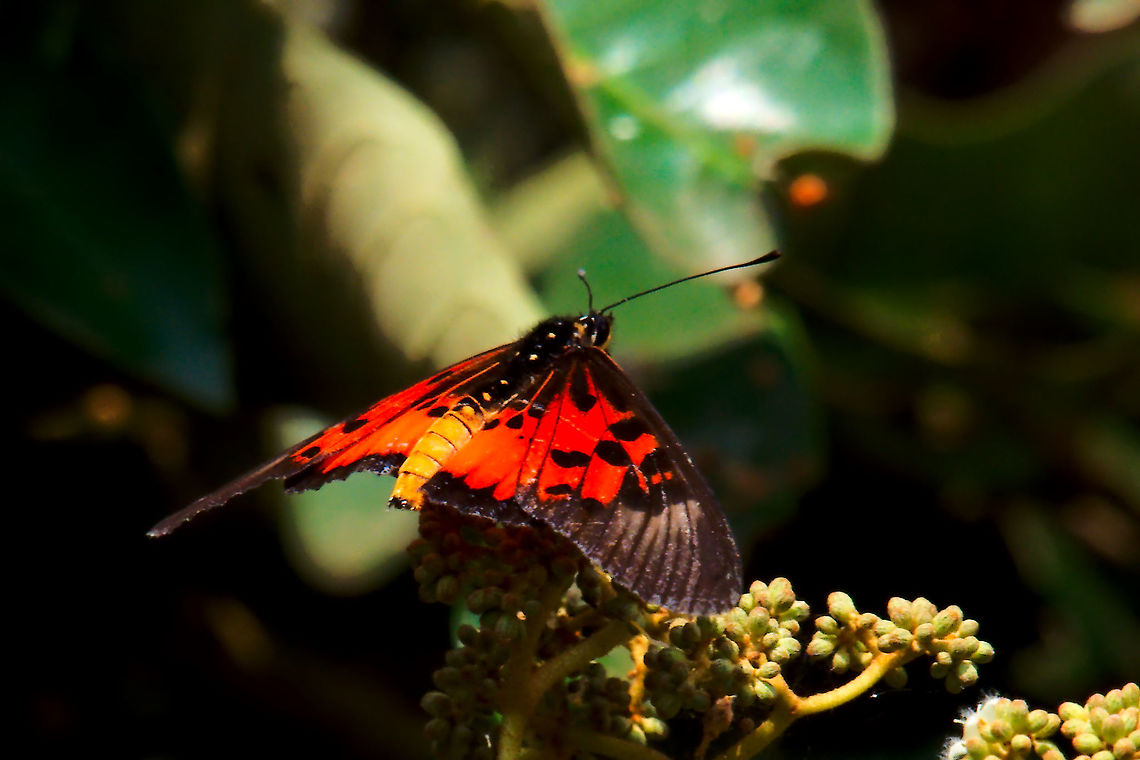 Acraea pharsalus Butterfly Entebbe Butterfly seen at the Botanical Gardens, Entebbe 21.07.2016 Acraea pharsalus,Botanical Gardens,Butterfly,Entebbe